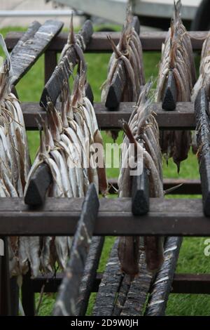 Ein Gestell von Arbroath smokies, das paarweise trocknet, bevor es in Arbroath, Angus, Schottland, geraucht wird Stockfoto