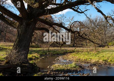 Schlängelnden Bach durch die Spätherbst/Herbst Landschaft. Ländliche Illinois, USA. Stockfoto