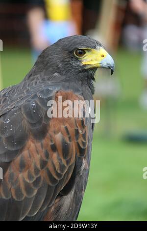 Nahaufnahme eines Harris-Falken, Parabuteo unicinctus, auf einem Barsch bei einem Festival in Arbroath, Schottland Stockfoto