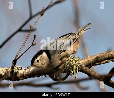 Weiß-reihige Nuthatch Vogel Nahaufnahme Profil Ansicht auf einem Birkenzweig mit einem verschwommenen blauen Himmel Hintergrund in seiner Umgebung und Lebensraum thront. Stockfoto