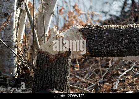 Biber Schnitt unten Baum Stock Foto. Biberarbeit. Biber Aktivität Stock Foto. Baum vom Biber gefällt. Von Bibern abgeschnittener Baum. Nahaufnahme des Baumes. Stockfoto