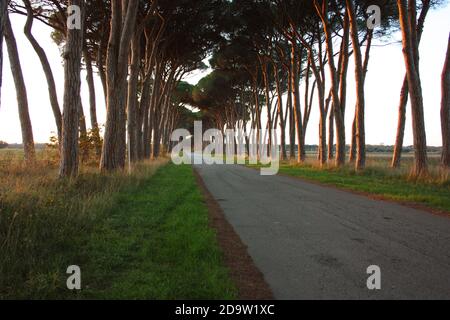 Viele grüne Pinien in einer Reihe auf der Allee Straße in der Natur in der toskana Stockfoto