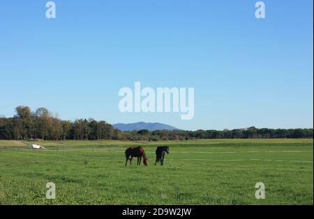 Zwei Vollblutpferde in der Ferne genießen das grüne Gras Und sonniger Tag in ihrem Gehege in der toskanischen Landschaft In italien Stockfoto