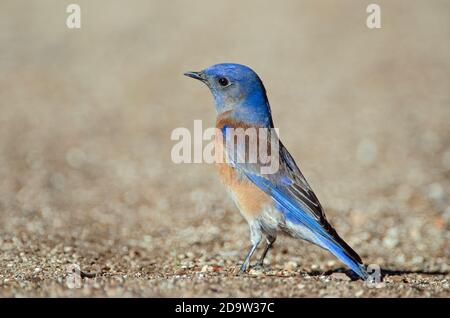 Western Bluebird (Sialia Mexicana) Stockfoto