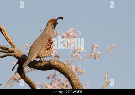 Die Gambels Wachteln (Art Gambelii) Stockfoto