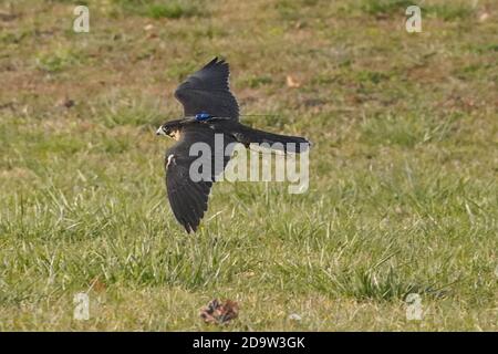 Wanderfalke verwendet in Falconry Stockfoto