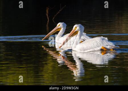 Amerikanische weiße Pelikane (Pelecanus Erythrorhynchos) Stockfoto