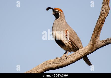 Die Gambels Wachteln (Art Gambelii) Stockfoto