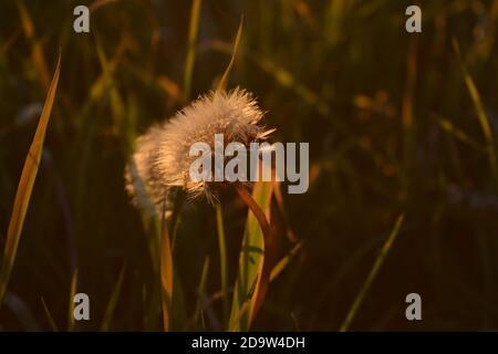 Löwenzahn in den goldenen Strahlen der untergehenden Sonne Stockfoto