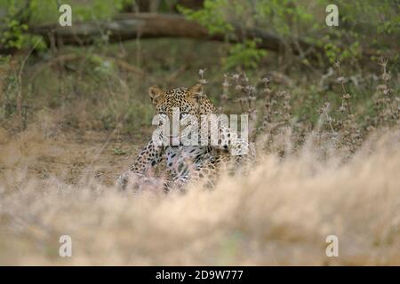 Leopardenlook Stockfoto