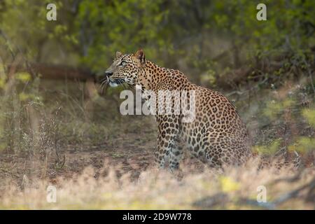 Leopardenlook Stockfoto