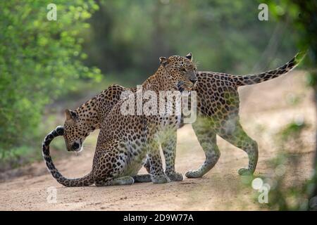 Leopard Cubs Stockfoto