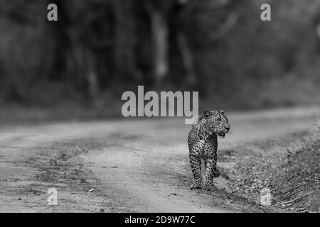 Leopard Cubs Stockfoto