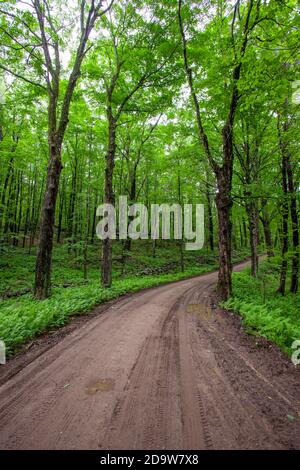 Eine Straße durch den Wald in Massachusetts Stockfoto