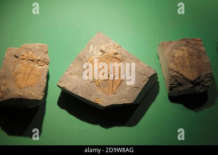 Trilobiten Fossil, Provinzmuseum, Lanzhou, Provinz Gansu, China Sept 2011 Stockfoto