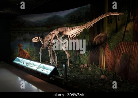 Dinosaurier-Ausstellung, Provinzmuseum, Lanzhou, Provinz Gansu, China Sept 2011 Stockfoto