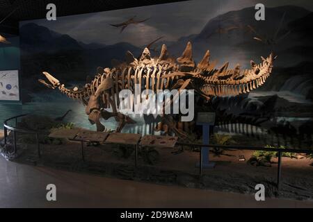 Dinosaurier-Ausstellung Stegosaurus, Provinzmuseum, Lanzhou, Provinz Gansu, China Sept 2011 Stockfoto