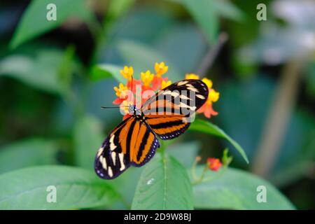 Costa Rica Arenal Volcano National Park - Tiger Longwing or Goldener Langflügler auf einer tropischen Pflanze - Heliconius hecale Stockfoto