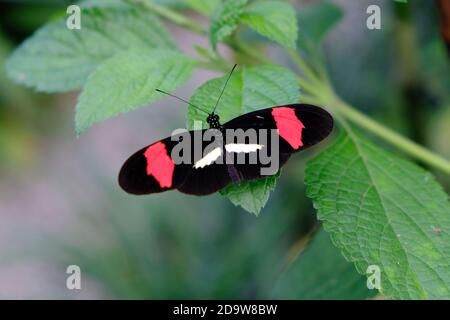 Costa Rica Arenal Volcano National Park - Red Postman Butterfly Auf einer tropischen Pflanze - Heliconius erato Stockfoto