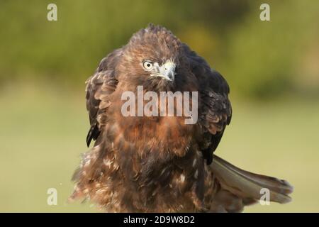 Rotschwanz-Falke dunkel morph Stockfoto