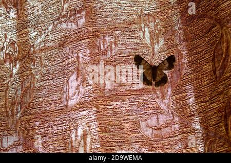 Kleiner Schmetterling auf einem gemusterten Tuch, das einen Hintergrund bildet Stockfoto