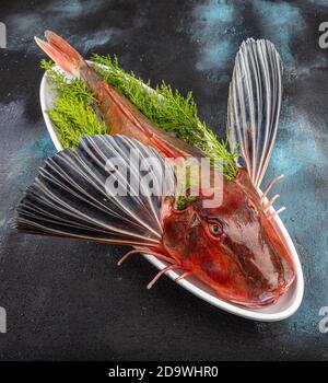 Tub Gurnard (Red Gurnard) Fisch auf einem weißen Teller auf schwarzem Stein Hintergrund. Frische Tub Gurnard Squill Fisch, um eine Fischsuppe vorzubereiten. Stockfoto