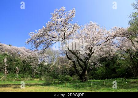 Ein großer alter Sakura Baum mit Kirschblüten in voller Blüte Blüte Stockfoto