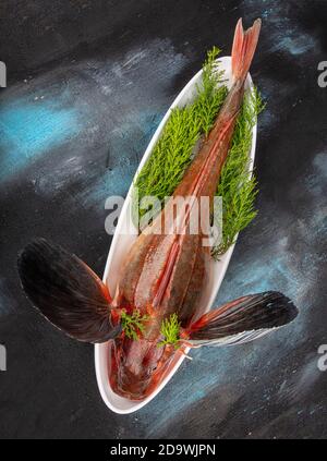 Tub Gurnard (Red Gurnard) Fisch auf einem weißen Teller auf schwarzem Stein Hintergrund. Frische Tub Gurnard Squill Fisch, um eine Fischsuppe vorzubereiten. Stockfoto