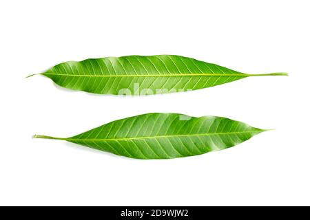 Nahaufnahme Blatt von Mangobaum isoliert auf weißem Hintergrund. Stockfoto