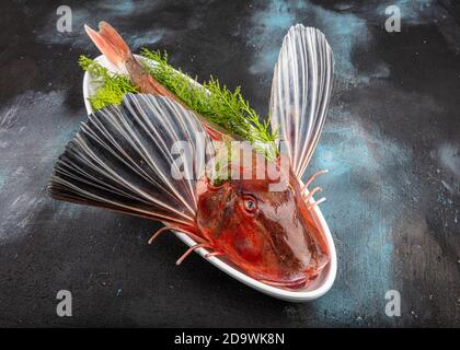 Tub Gurnard (Red Gurnard) Fisch auf einem weißen Teller auf schwarzem Stein Hintergrund. Frische Tub Gurnard Squill Fisch, um eine Fischsuppe vorzubereiten. Stockfoto