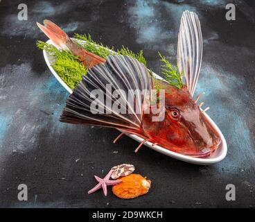 Tub Gurnard (Red Gurnard) Fisch auf einem weißen Teller auf schwarzem Stein Hintergrund. Frische Tub Gurnard Squill Fisch, um eine Fischsuppe vorzubereiten. Stockfoto