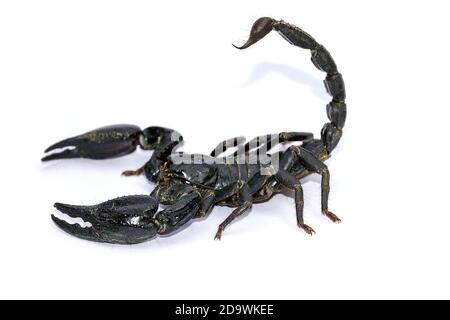 Schwarzer Skorpion isoliert auf weißem Hintergrund; giftige Tiere ohne Rückgrat. Stockfoto