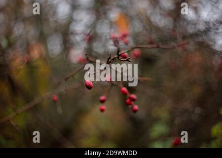 Rote Beeren auf Zweig Nahaufnahme mit selektivem Fokus und wirbelem Bokeh. Vintage Helios 77M4 russisches Objektiv. Stockfoto