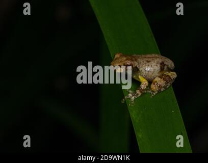 Babyfrosch auf Grashalm (Metamorph einer Litoria-Art). Kuranda, Queensland, Australien. Stockfoto