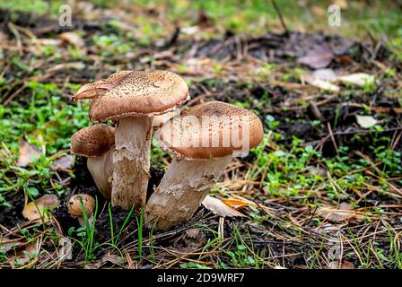 Honigpilze im Herbstwald Stockfoto