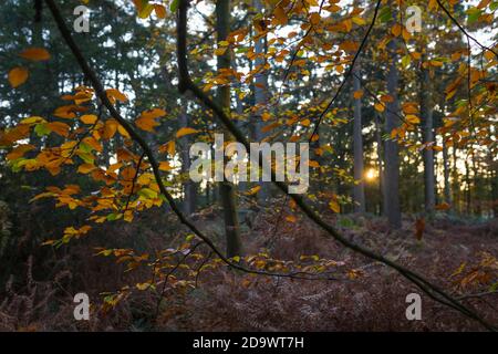 Herbstlandschaft mit bunten Blättern von Buchen in Niederlande Stockfoto