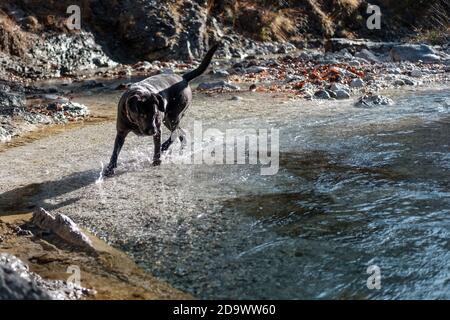 Labrador Retriever spielt in der Natur Stockfoto