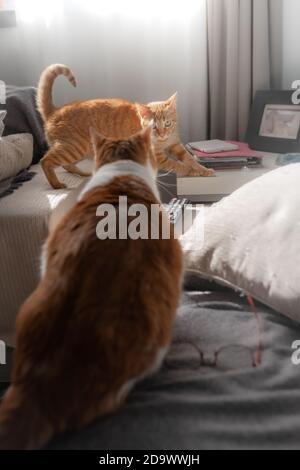 Zwei braune Katzen interagieren auf dem Sofa. Vertikale Komposition Stockfoto