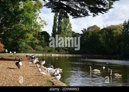 Enten und Gänse auf dem Wasser im Osterley Park, Isleworth, Hounslow, London, Großbritannien Stockfoto