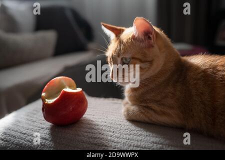 Braune tabby Katze liegt auf dem Sofa neben einem Apfel beißen Stockfoto