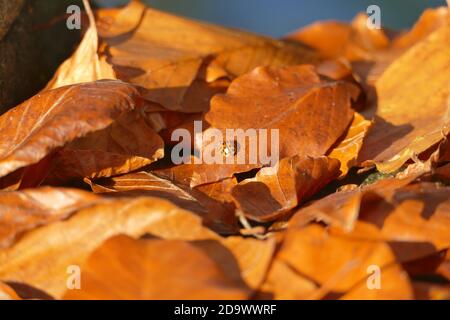 Bunte Blätter an sonnigen Herbsttag Stockfoto