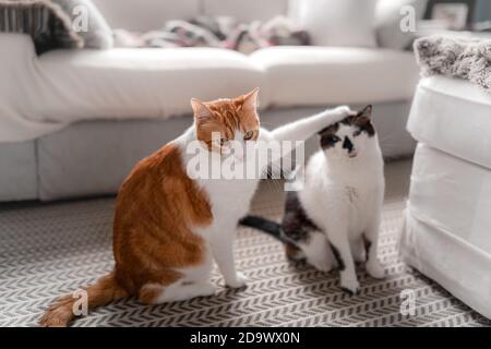 Zwei Hauskatzen spielen zusammen auf dem Teppich Stockfoto