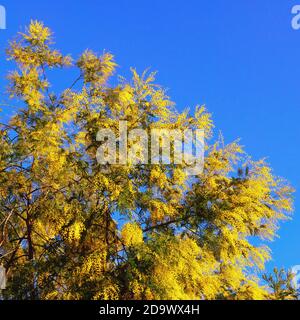 Frühlingsblumen. Akazie dealbata Baum mit leuchtend gelben Blüten gegen blauen Himmel am sonnigen Frühlingstag. Freier Speicherplatz für Text Stockfoto