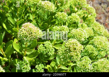 Helle und farbenfrohe Buschbüsche mit Blumen liegen wunderschön nahe der Grenze. Stockfoto