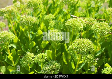 Helle und farbenfrohe Buschbüsche mit Blumen liegen wunderschön nahe der Grenze. Stockfoto