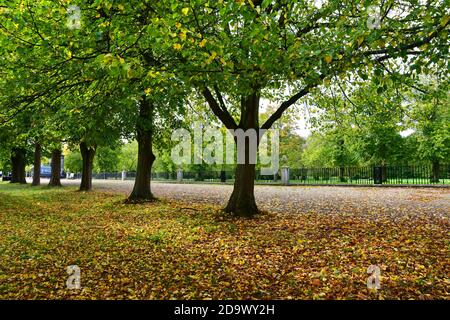 Herbstliche Baumreihe vor dem Ham House in Richmond, Surrey, Großbritannien Stockfoto