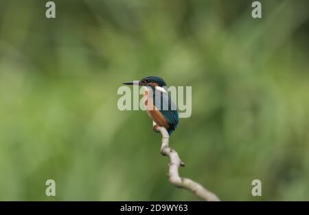 Eisvogel auf einem Fischfang im High Batts Nature Reserve, in der Nähe von Ripon, North Yorkshire Stockfoto