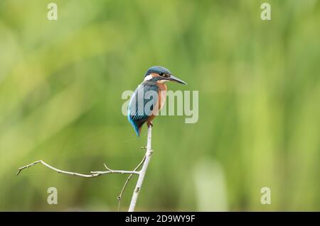 Eisvogel auf einem Fischfang im High Batts Nature Reserve, in der Nähe von Ripon, North Yorkshire Stockfoto