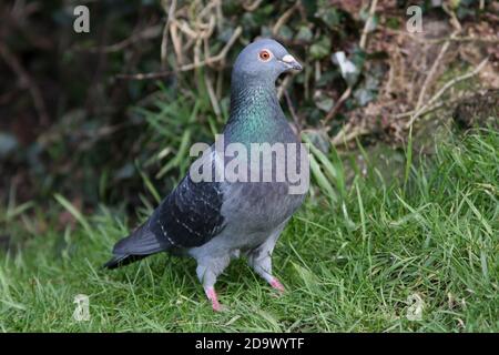 FERAL TAUBE (Columba livia) auf dem Rasen in einem heimischen Garten, Großbritannien. Stockfoto