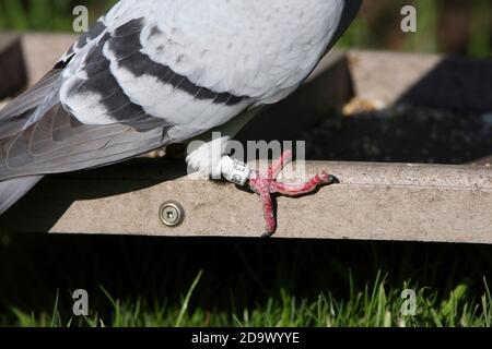 RENNTAUBE (Columba livia domestica) mit Ring am rechten Bein. Stockfoto
